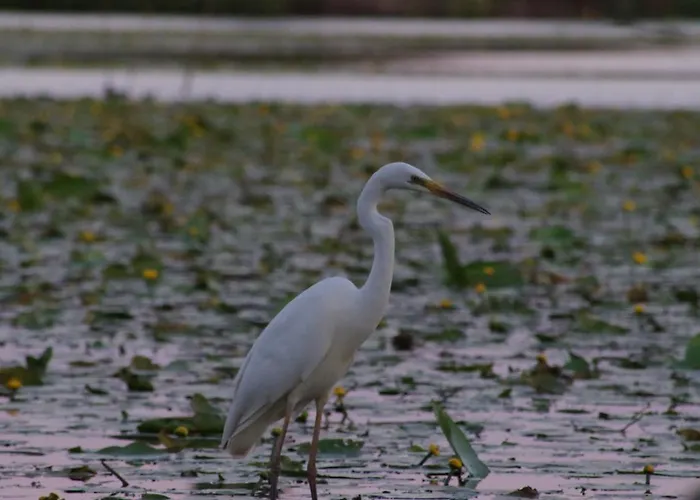 Lägenhet Le Nid Du La Chevrolière